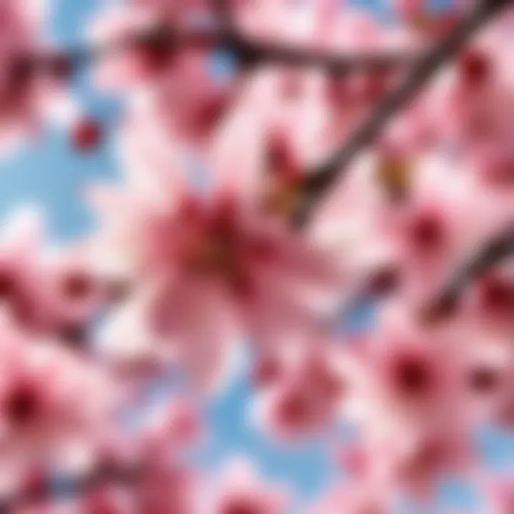 Cherry Blossom Tree Seeds - Blossoming Beauty