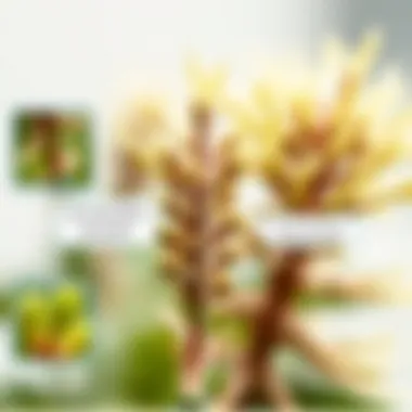 Accurate Plant Identification Results Comparison of identified plants with accurate labels