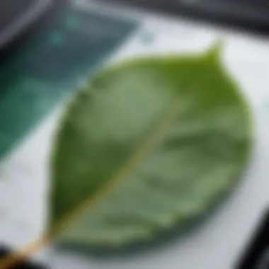 Analyzing Nature's Details A close-up of a leaf with an identification app analyzing it