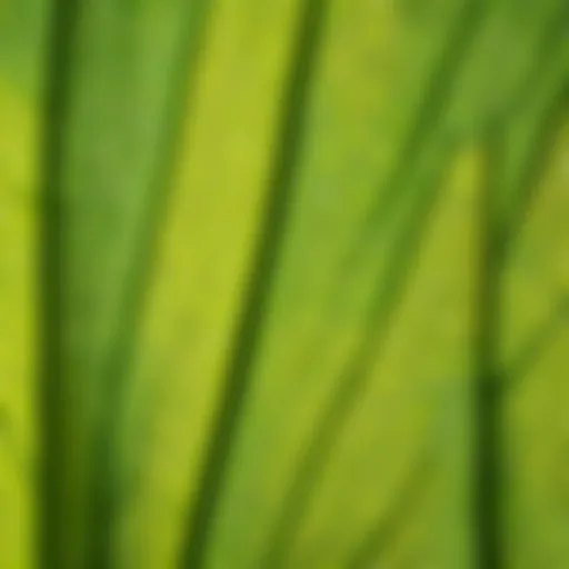 Close-up of a tree leaf with detailed texture