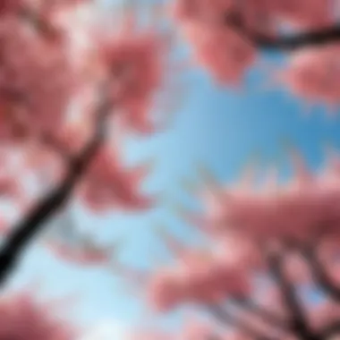 Growing Japanese Cherry Blossom Trees - Nature's Majesty Growing Japanese Cherry Blossom Trees - Nature's Majesty