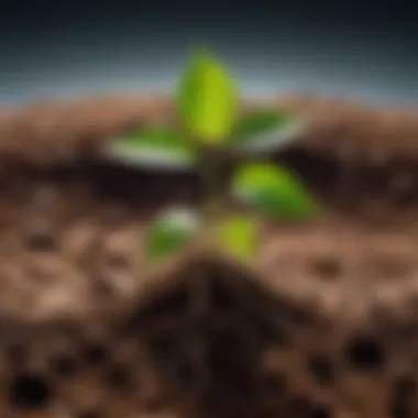 Healthy sapling growing in nutrient-rich soil under sunlight