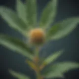 Plant Specimen under Microscope