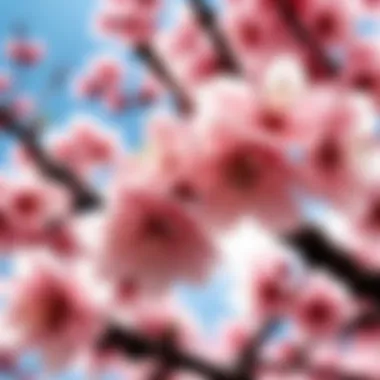 Japanese Cherry Blossom Symbolism - Cultural Elegance