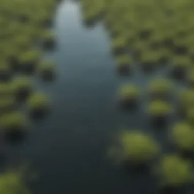 Mangrove Propagules Floating in Estuarine Waters