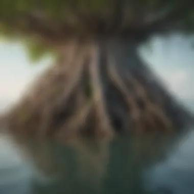 Interconnected Ecosystem of Mangrove Roots Mangrove Roots Entwined with Marine Life