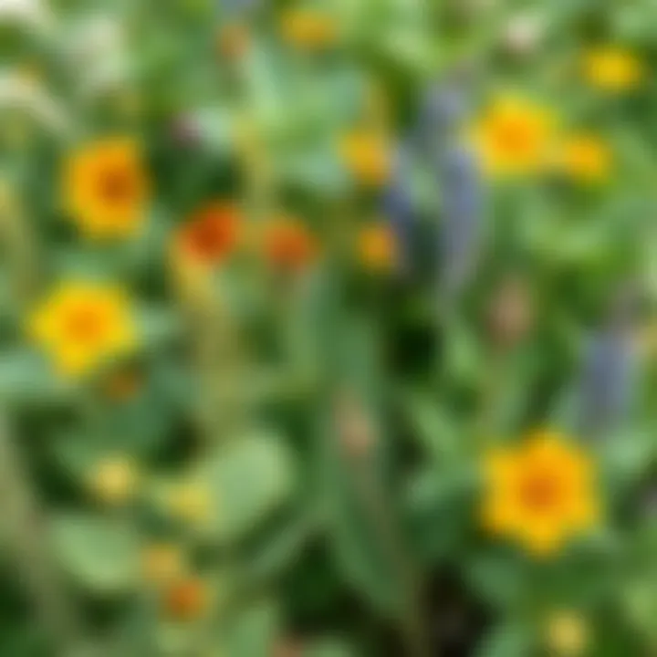 Diverse Plant Species Identified in a Garden A group of diverse plants in a garden setting, showcasing different species identified through applications