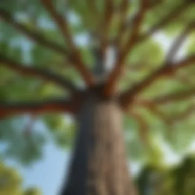 AI-Powered Tree Recognition Innovative AI Tree Identification